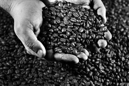 Worker hands holding frshly roasted coffee beansの写真素材