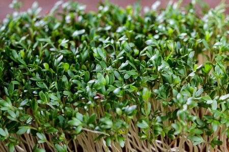 Fresh sprouts of garden cress ready for preparationの写真素材