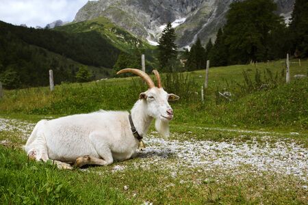 Adult horned white goat at an Alpine Chalet in Austriaの写真素材