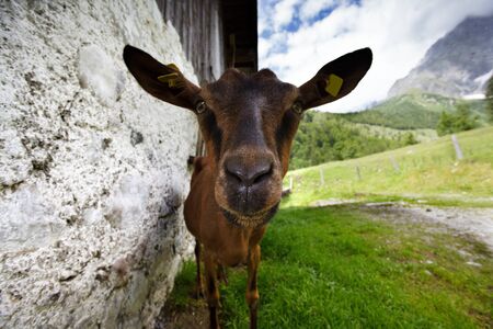 Young brown goat at an Alpine Chalet in Austria