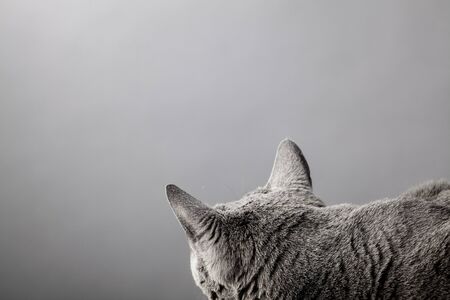 Studio portrait of an elegant purebred Russian Blue Catの写真素材
