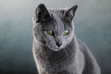 Studio portrait of an elegant purebred Russian Blue Catの写真素材