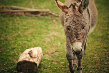 Funny small grey donkey in his fenced area on the grassの写真素材