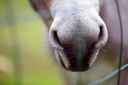 Funny small grey donkey in his fenced area on the grass