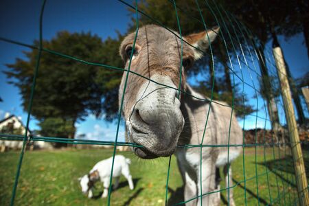 Funny small grey donkey in his fenced area on the grassの写真素材