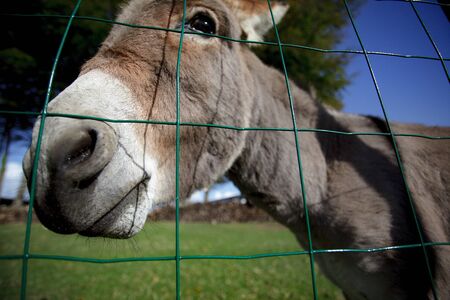 Funny small grey donkey in his fenced area on the grassの写真素材