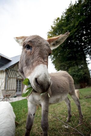 Funny small grey donkey in his fenced area on the grassの写真素材
