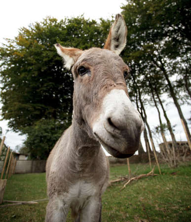 Funny small grey donkey in his fenced area on the grassの写真素材