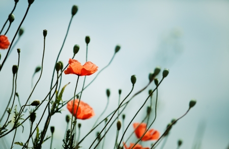 Meadow with beautiful bright red poppy flowers in springの写真素材