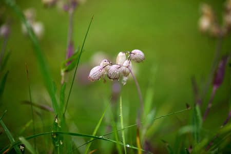 Herbs and Gentian Flowers on an Alpine Meadow in summerの写真素材