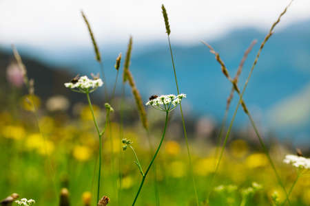 Herbs and Plants on an Alpine Meadow in summerの写真素材