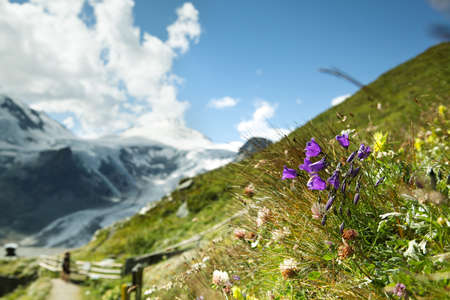 Herbs and Gentian Flowers on an Alpine Meadow in summerの写真素材