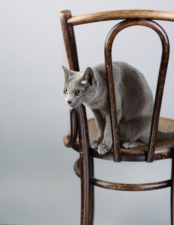 Studio Portrait of a elegant and beautiful purebred Russian Blue Cat on antique wooden Chairの写真素材