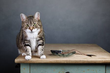Portrait of a three colored housecat sitting on table with an eaten herring looking guilty towards the viewerの写真素材