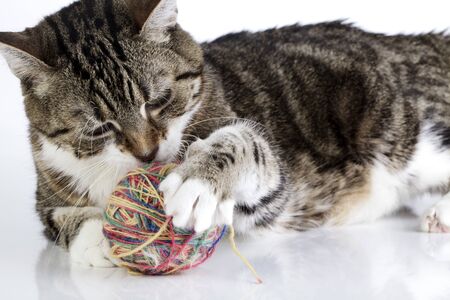 Portrait of a playful housecat toying with ball of wool on white surfaceの写真素材
