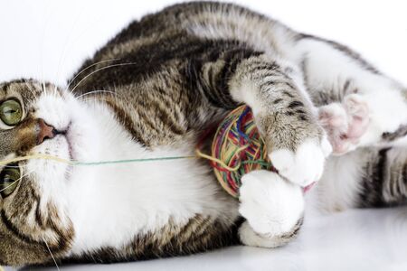 Portrait of a playful housecat toying with ball of wool on white surfaceの写真素材