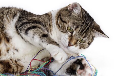 Portrait of a playful housecat toying with ball of wool on white surfaceの写真素材