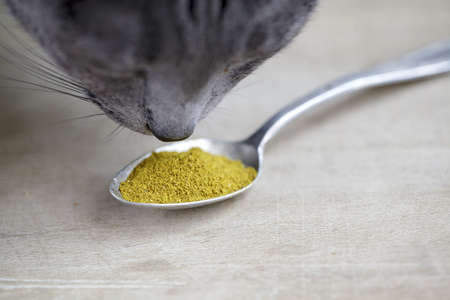 Cat sniffing at Spoon with yellow indian curry powder