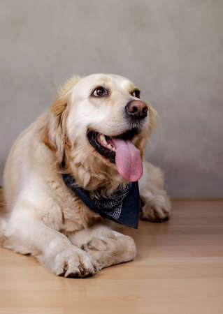 Studio Portrait of a beautiful Golden Retriever Dog