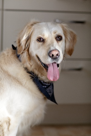 Studio Portrait of a beautiful Golden Retriever Dogの写真素材
