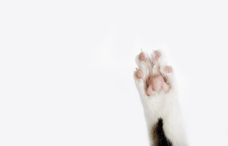 Detail of Soft Cat Paws on white backgroundの写真素材