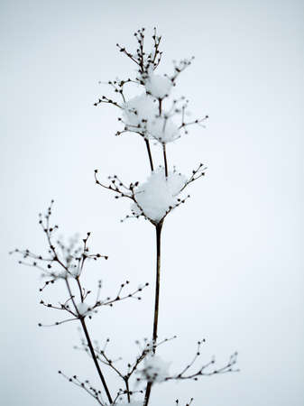 Close Up Detail shot of a fragile twig covered with ice and snow on a cold winter day