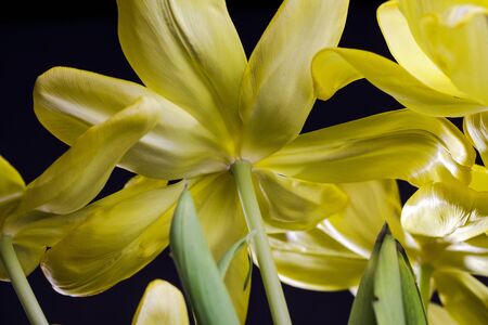 Close Up detail shot of beautiful yellow tulip blossomの写真素材