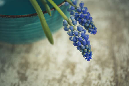 Close up of blue Grape Hyacinth Flowersの写真素材