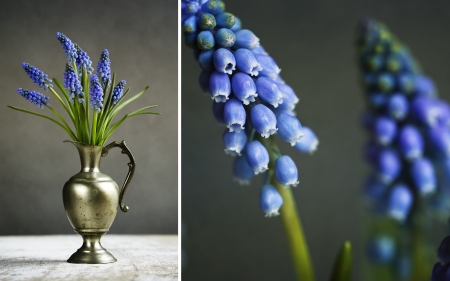 Retro Still Life with Grape Hyacinths in metal vaseの写真素材