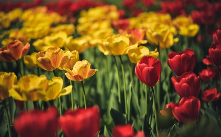Flower bed of bright vivid red and yellow Tulips in Springの写真素材