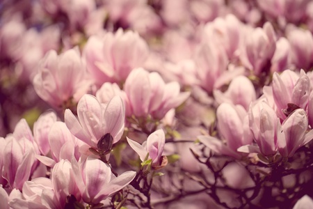 Flowering magnolia tree densely covered with beautiful fresh pink flowers in springの写真素材