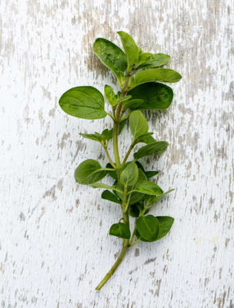 Single twig of fresh Oregano on wooden boardの写真素材