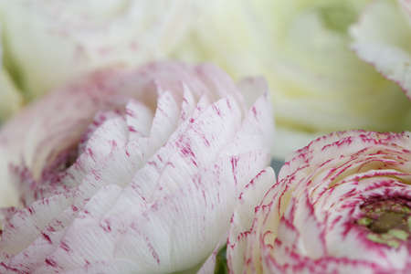 Close Up of single soft pastel colored buttercup flower