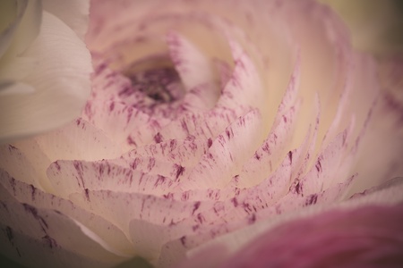Close Up of single soft pastel colored buttercup flower