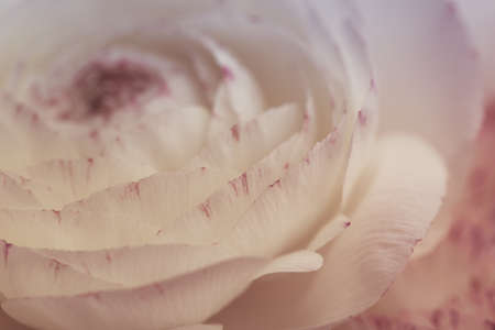Close Up of single soft pastel colored buttercup flower