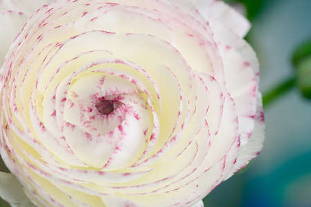 Close Up of single soft pastel colored buttercup flower