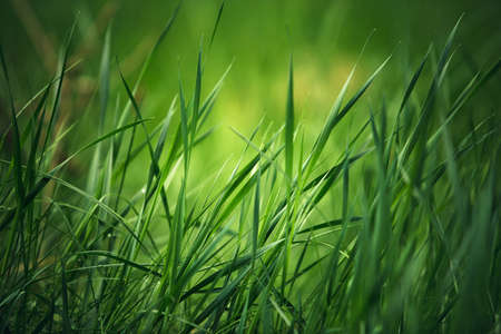 Fresh green Grass on a meadow in Spring