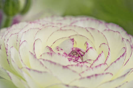 Close Up of single soft pastel colored buttercup flower