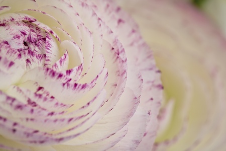 Close Up of single soft pastel colored buttercup flowerの写真素材