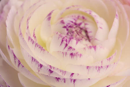 Close Up of single soft pastel colored buttercup flower