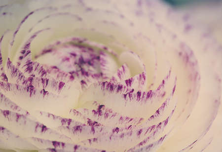 Close Up of single soft pastel colored buttercup flowerの写真素材