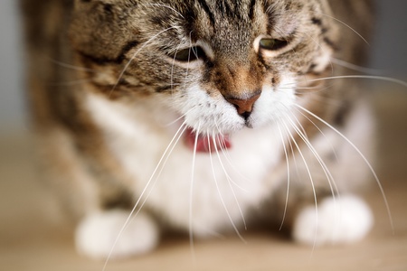 Close Up Portrait of a three colored Housecat in Studioの写真素材