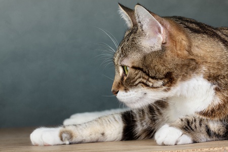 Close Up Portrait of a three colored Housecat in Studio