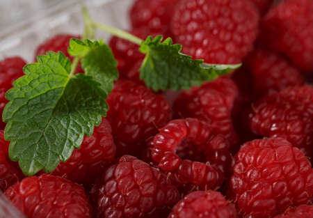 Heap of fresh ripe red Raspberries from the gardenの写真素材