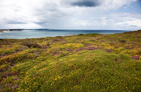 Cliffs with Heath vegetation at Cap Frehel in Brittany Franceの写真素材