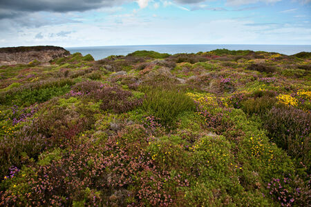 Cliffs with Heath vegetation at Cap Frehel in Brittany Franceの写真素材