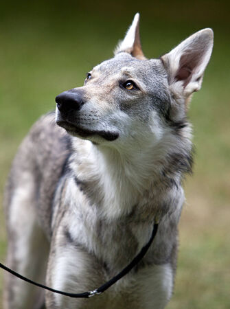 Clsoe Up Portrait of a grey shepheard type dogの写真素材
