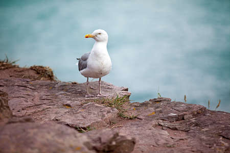 Portrait of a Seagull on a Cliff over the Seaの写真素材