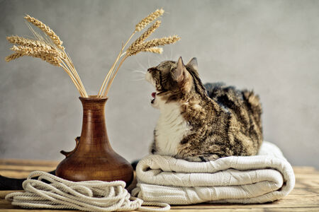 Portrait of a three-colored house cat relaxing on blanketの写真素材