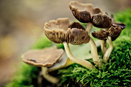 Mushrooms growing in the Forest in Autumnの写真素材